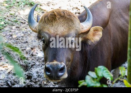 Image rapprochée de Mayan Gaur (Bos gaurus hubbacki). C'est l'un des plus impressionnants de tous les grands mammifères de Malaisie. Banque D'Images