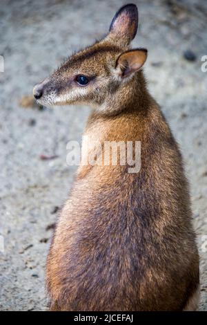 Le wallaby agile (Notamacropus agilis) est une espèce de wallaby que l'on trouve dans le nord de l'Australie et en Nouvelle-Guinée. Banque D'Images