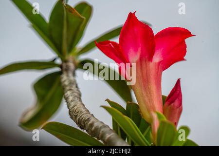 Une fleur d'adenium rouge, fond blanc, feuilles et tiges vertes, plante du désert Banque D'Images