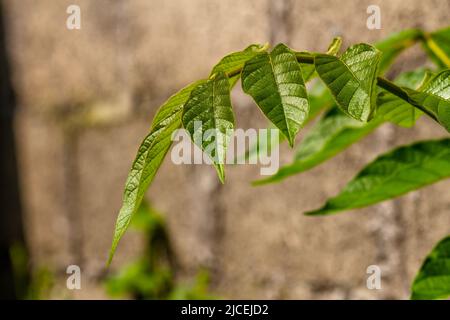 Le pétiole de la plante africaine de tuliptree, de couleur vert brunâtre, est encore jeune et en croissance, la croissance végétale Banque D'Images