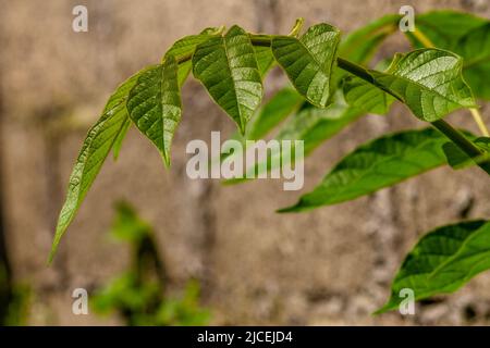 Le pétiole de la plante africaine de tuliptree, de couleur vert brunâtre, est encore jeune et en croissance, la croissance végétale Banque D'Images