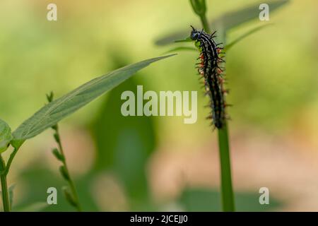 Caterpillar a nommé Thorn caterpillar, qui a une combinaison de couleurs de cercles noirs et rouges frappants, fourragent sur les plantes violettes chinoises Banque D'Images