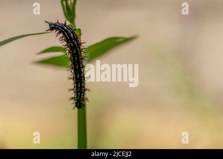 Caterpillar a nommé Thorn caterpillar, qui a une combinaison de couleurs de cercles noirs et rouges frappants, fourragent sur les plantes violettes chinoises Banque D'Images