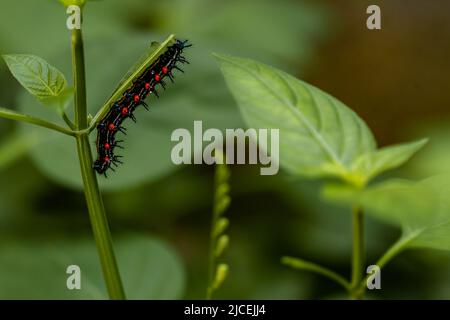 Caterpillar a nommé Thorn caterpillar, qui a une combinaison de couleurs de cercles noirs et rouges frappants, fourragent sur les plantes violettes chinoises Banque D'Images