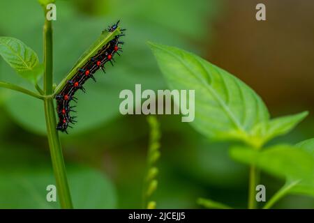 Caterpillar a nommé Thorn caterpillar, qui a une combinaison de couleurs de cercles noirs et rouges frappants, fourragent sur les plantes violettes chinoises Banque D'Images