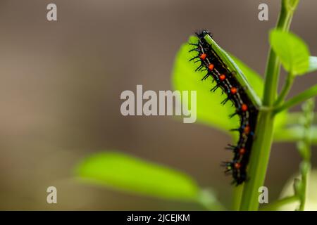 Caterpillar a nommé Thorn caterpillar, qui a une combinaison de couleurs de cercles noirs et rouges frappants, fourragent sur les plantes violettes chinoises Banque D'Images