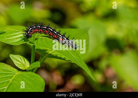 Caterpillar a nommé Thorn caterpillar, qui a une combinaison de couleurs de cercles noirs et rouges frappants, fourragent sur les plantes violettes chinoises Banque D'Images