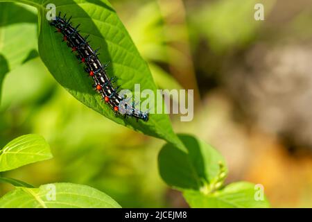 Caterpillar a nommé Thorn caterpillar, qui a une combinaison de couleurs de cercles noirs et rouges frappants, fourragent sur les plantes violettes chinoises Banque D'Images