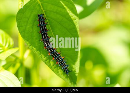 Caterpillar a nommé Thorn caterpillar, qui a une combinaison de couleurs de cercles noirs et rouges frappants, fourragent sur les plantes violettes chinoises Banque D'Images