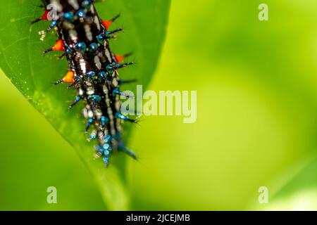 Caterpillar a nommé Thorn caterpillar, qui a une combinaison de couleurs de cercles noirs et rouges frappants, fourragent sur les plantes violettes chinoises Banque D'Images