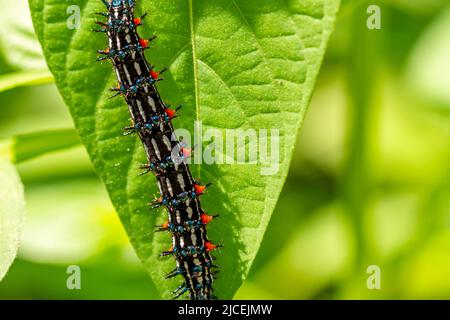 Caterpillar a nommé Thorn caterpillar, qui a une combinaison de couleurs de cercles noirs et rouges frappants, fourragent sur les plantes violettes chinoises Banque D'Images