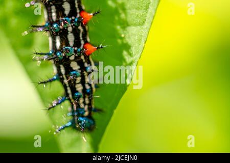 Caterpillar a nommé Thorn caterpillar, qui a une combinaison de couleurs de cercles noirs et rouges frappants, fourragent sur les plantes violettes chinoises Banque D'Images