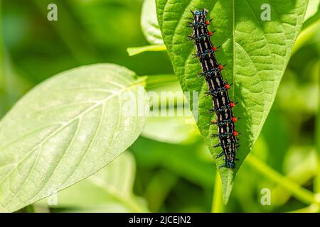 Caterpillar a nommé Thorn caterpillar, qui a une combinaison de couleurs de cercles noirs et rouges frappants, fourragent sur les plantes violettes chinoises Banque D'Images