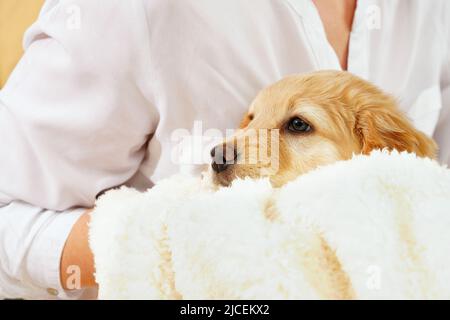 Un enfant avec un chiot mignon. Fille avec un chiot hovawart doré à la maison. Mignon petit chiot de garde Banque D'Images