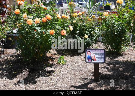 IRVINE, CALIFORNIE - 1 JUIN 2022 : National Rosie The Riviter Memorial Rose Garden dans le Food and Farm Lab du Orange County Great Park. Banque D'Images