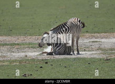 Nairobi. 11th juin 2022. Photo prise sur 11 juin 2022 montre des zèbres au parc national d'Amboseli, Kenya. Crédit : long Lei/Xinhua/Alay Live News Banque D'Images