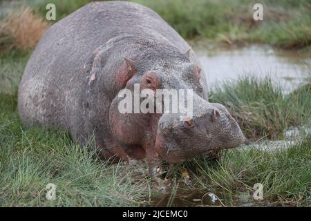 Nairobi. 11th juin 2022. Photo prise sur 11 juin 2022 montre un hippopotame au parc national d'Amboseli, Kenya. Crédit : long Lei/Xinhua/Alay Live News Banque D'Images