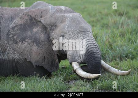 Nairobi. 11th juin 2022. Photo prise sur 11 juin 2022 montre un éléphant au parc national d'Amboseli, Kenya. Crédit : long Lei/Xinhua/Alay Live News Banque D'Images