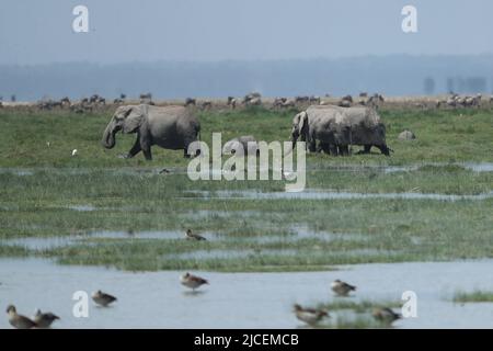 Nairobi. 11th juin 2022. Photo prise sur 11 juin 2022 montre des éléphants au parc national d'Amboseli, Kenya. Crédit : long Lei/Xinhua/Alay Live News Banque D'Images