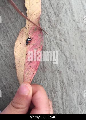 Petit coléoptère sur la feuille tenu par la main de l'enfant gros plan Banque D'Images
