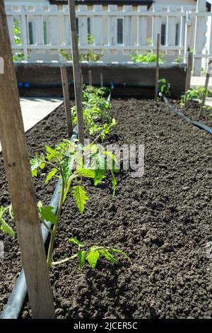 Plants de tomate cultivés en lits avec arrosage automatique ou système de goutte d'eau dans le potager d'origine. Tuyau d'arrosage et d'irrigation. Banque D'Images