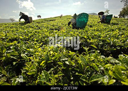 Cueilleurs de thé travaillant sur la plantation de thé Malabar à Pangalengan (Pengalengan), Bandung, West Java, Indonésie. Banque D'Images