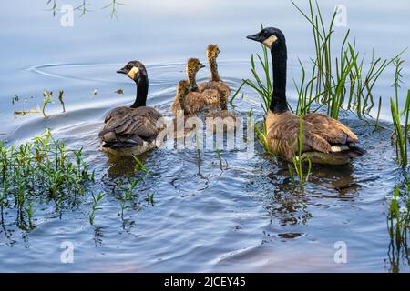 La bernache du Canada (Branta canadensis) se couple avec des oisons qui nagent le long de la rive du lac Dardanelle à Russellville, Arkansas. (ÉTATS-UNIS) Banque D'Images