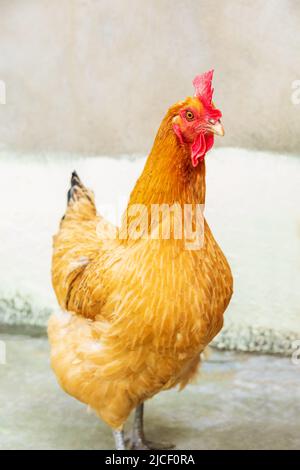 Une jolie poule se tient devant un arrière-plan flou. Thème animaux de ferme. Banque D'Images