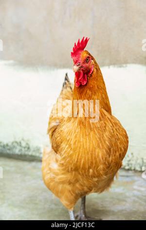 Une jolie poule se tient devant un arrière-plan flou. Thème animaux de ferme. Banque D'Images