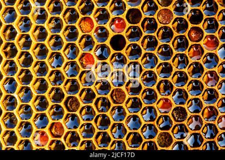 Nid d'abeille avec miel comme très beau fond naturel. Texture et motif d'arrière-plan de la ruche. Banque D'Images