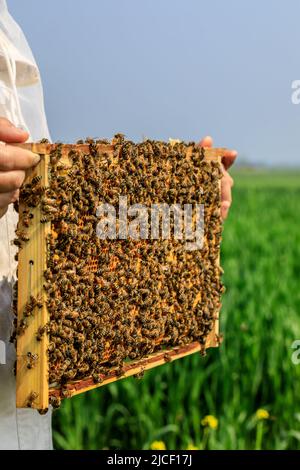 Le gardien de but récolte le miel. Une ruche pleine d'abeilles. Le gardien inspecte la ruche. Banque D'Images