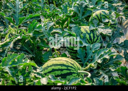 Pastèque sur la plantation de pastèques vertes en été. Champ agricole de pastèque. Banque D'Images