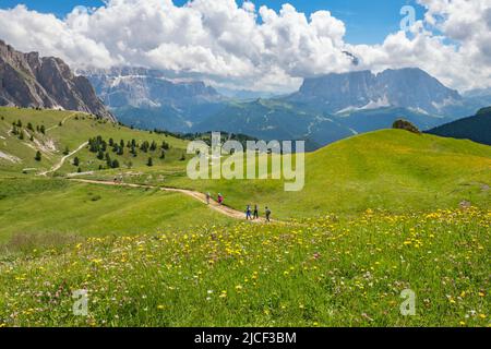 Prairie alpine en pleine floraison avec randonneurs dans un magnifique paysage de montagne Banque D'Images