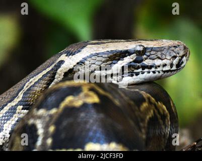 Un Python birman mature près de Yung Shue WAN sur l'île Lamma à Hong Kong. Banque D'Images