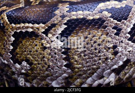 Un Python birman mature près de Yung Shue WAN sur l'île Lamma à Hong Kong. Banque D'Images