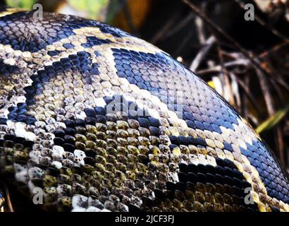 Un Python birman mature près de Yung Shue WAN sur l'île Lamma à Hong Kong. Banque D'Images