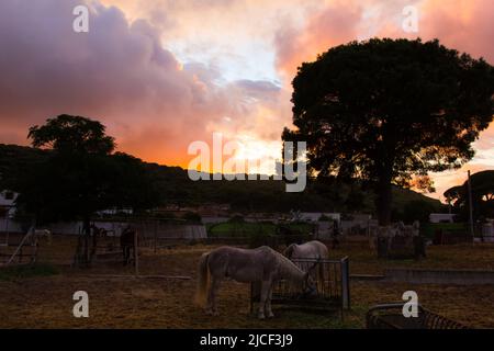 Chevaux mangeant sur une grande écurie au splendide coucher de soleil orange. Ferme rurale, village concept de ville Banque D'Images