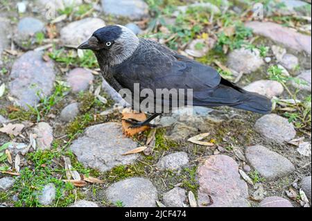 jackdaw mangeant cookie pour dessert sur la place de pierre Banque D'Images