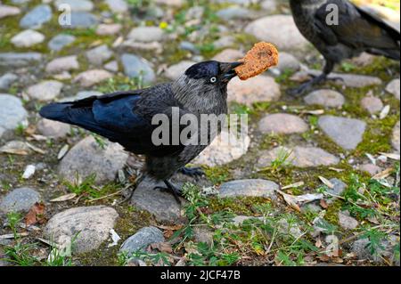 jackdaw mangeant cookie pour dessert sur la place de pierre Banque D'Images