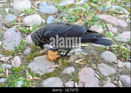 jackdaw mangeant cookie pour dessert sur la place de pierre Banque D'Images