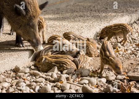 Un groupe de porcelets de sangliers. Ensemble pour rester au chaud. Avec sanglier mature. Banque D'Images