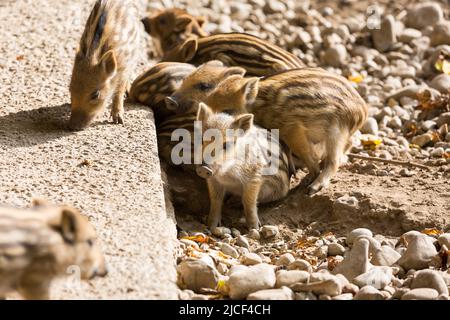 Un groupe de petits porcelets de sangliers. Banque D'Images