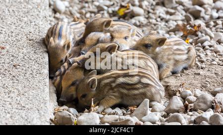 Un bouquet de porcelets de sangliers. Banque D'Images