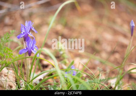 Deux Moraea sisyrinchium ou Gynandriris sisyrinchium, également connu sous le nom de noix barbares. Petits iris sauvages. Facilement trouvé en Turquie, région méditerranéenne. Banque D'Images