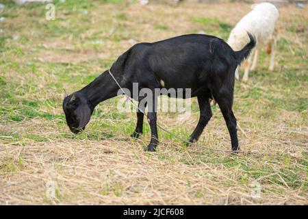 chèvre noir au champ, libre. Chèvres escarpées.chèvres manger de l'herbe, Goat sur un pâturage, petit portrai de chèvre Banque D'Images