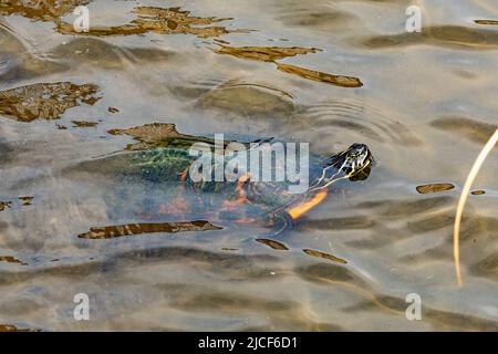 Une tortue de Redbelly de Floride non-indigène, Pseudemys nelsoni, surfaisant pour respirer dans un marais. South Padre Island Birding Center, Texas. Depuis la tortue Banque D'Images