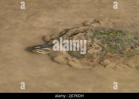 Une tortue à ventre rouge de Floride, Pseudemys nelsoni, nageant sous l'eau dans un marais. South Padre Island Birding Center, Texas. Puisque la tortue est native t Banque D'Images