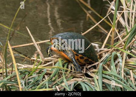 Une tortue à ventre rouge de Floride, Pseudemys nelsoni, se bronzant dans un marais. South Padre Island Birding Center, Texas. Puisque la tortue est native à onl Banque D'Images