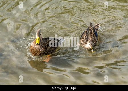 Une paire de canards maboueux, Anas fulvigula, dans les terres humides du Centre d'observation des oiseaux de l'île de Padre Sud, au Texas. Banque D'Images