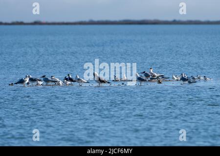 Un troupeau mixte de goélands et de sternes sur une île en forme d'oystershell dans la réserve naturelle nationale d'Aransas au Texas. Banque D'Images